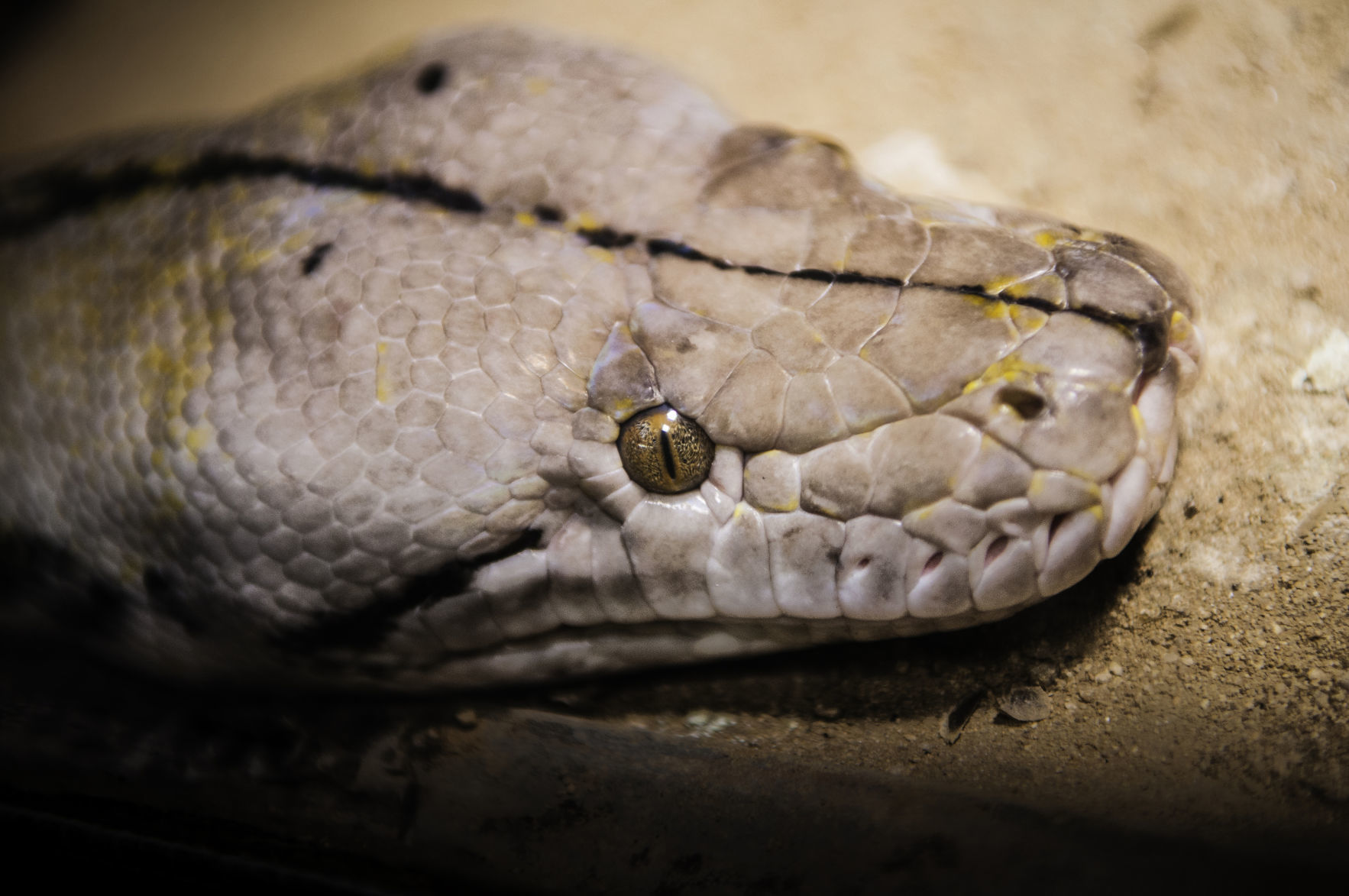 July 16 is World Snake Day